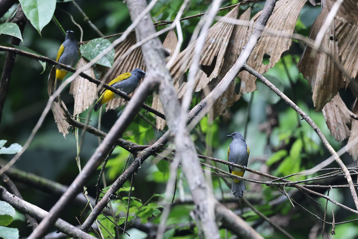 Gray-bellied Bulbul - ML625365947