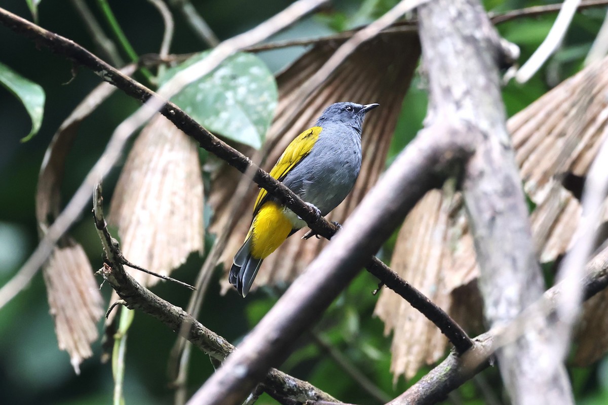 Gray-bellied Bulbul - ML625365954