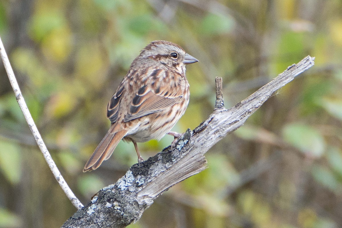 Song Sparrow - ML625365967