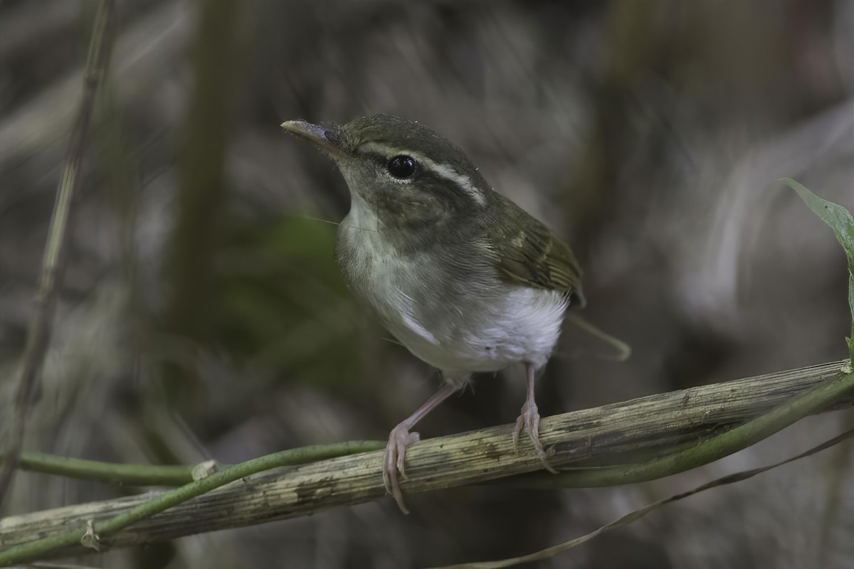 Pale-legged Leaf Warbler - ML625366004