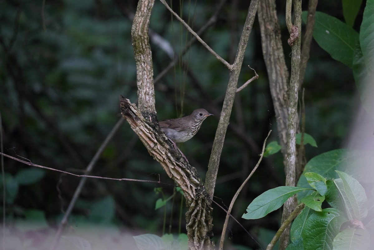 ハイイロチャツグミ - ML625366081