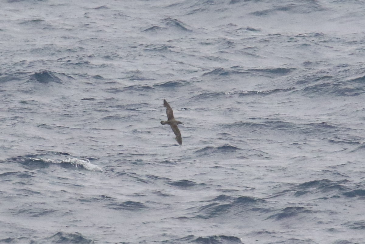 Scopoli's Shearwater - ML625366089