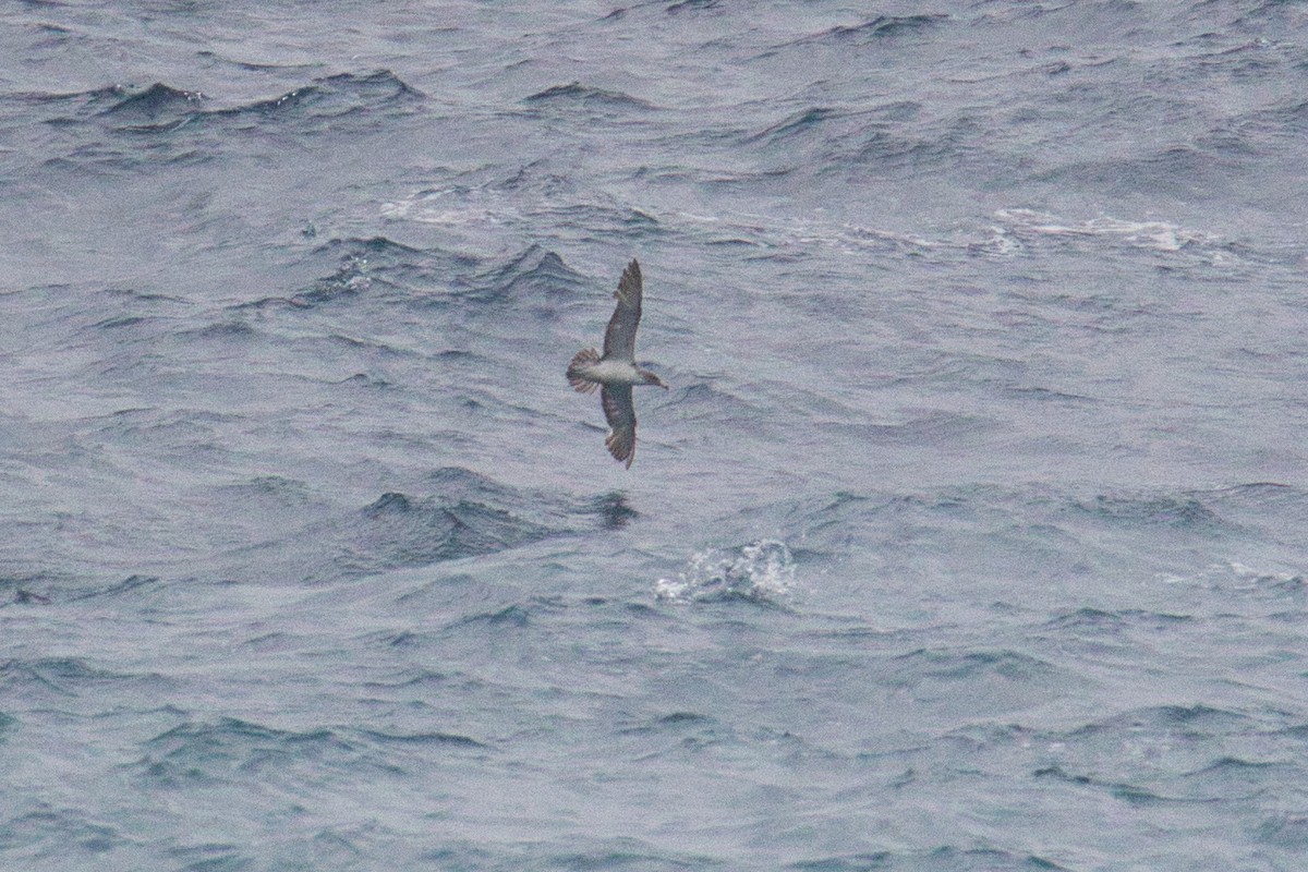 Scopoli's Shearwater - ML625366090