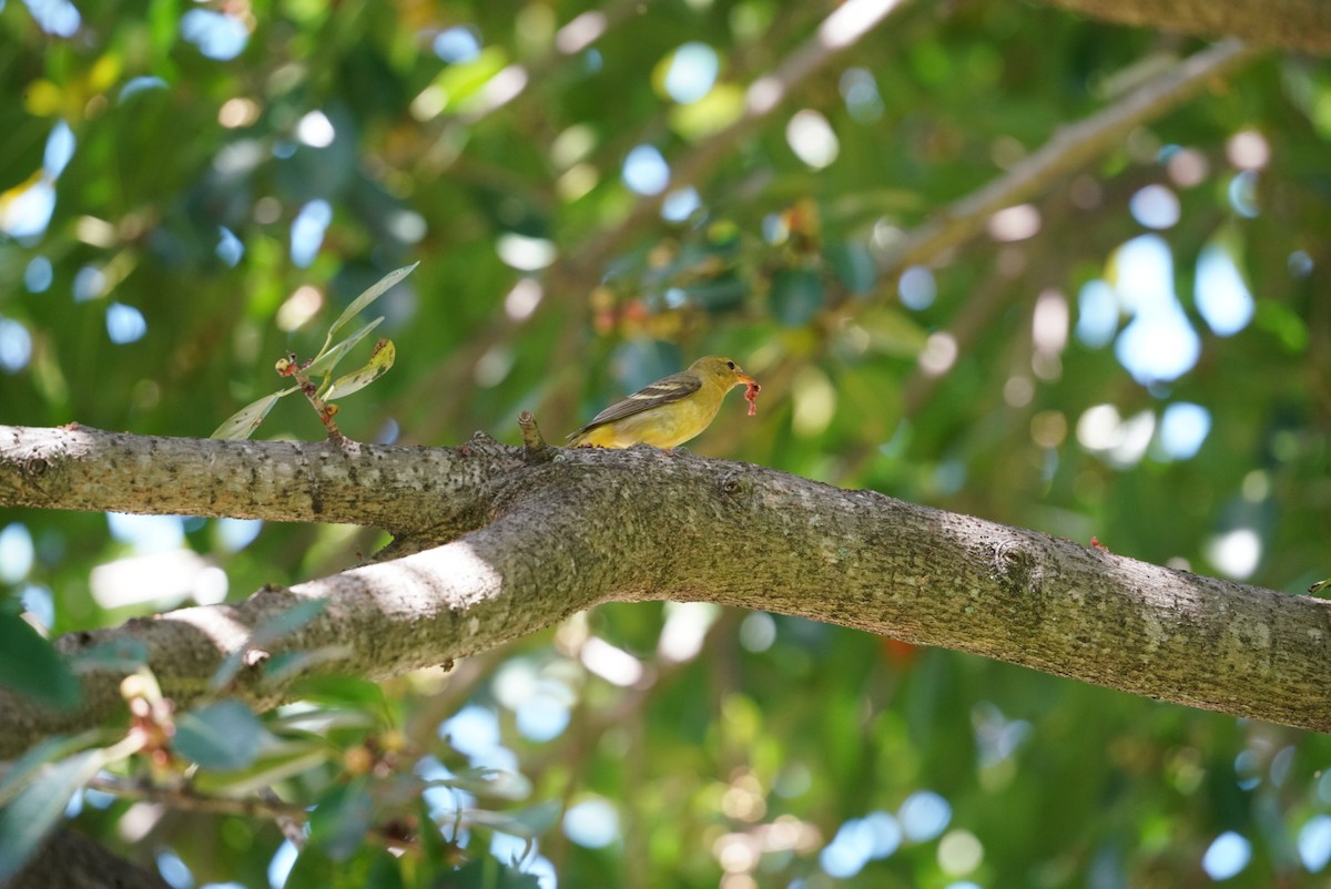 ニシフウキンチョウ - ML625366103