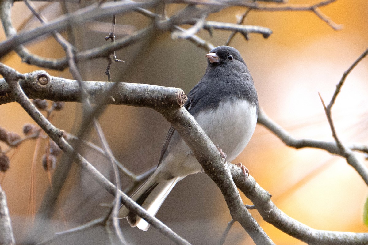 Dark-eyed Junco (Slate-colored) - ML625366143