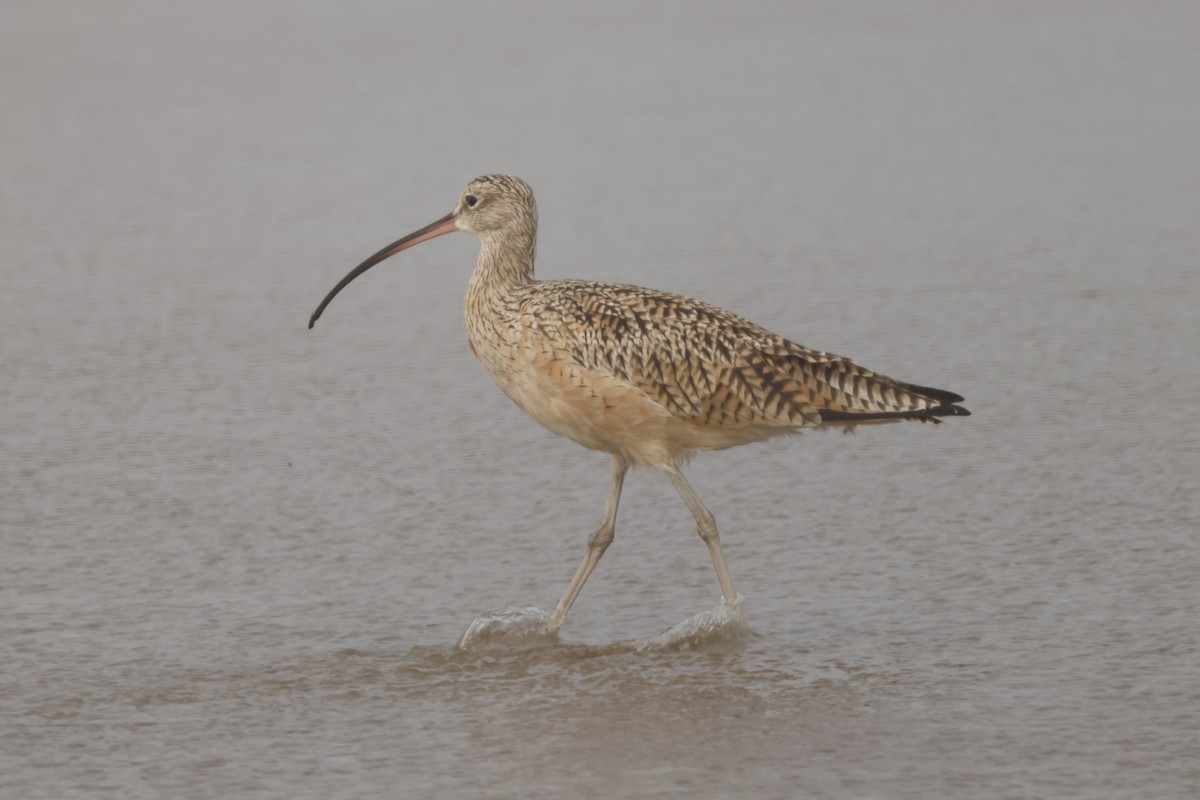 Long-billed Curlew - Joseph Mittura