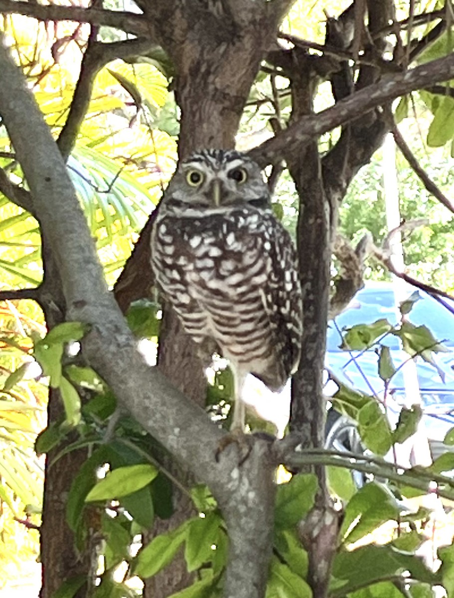 Burrowing Owl - ML625366290