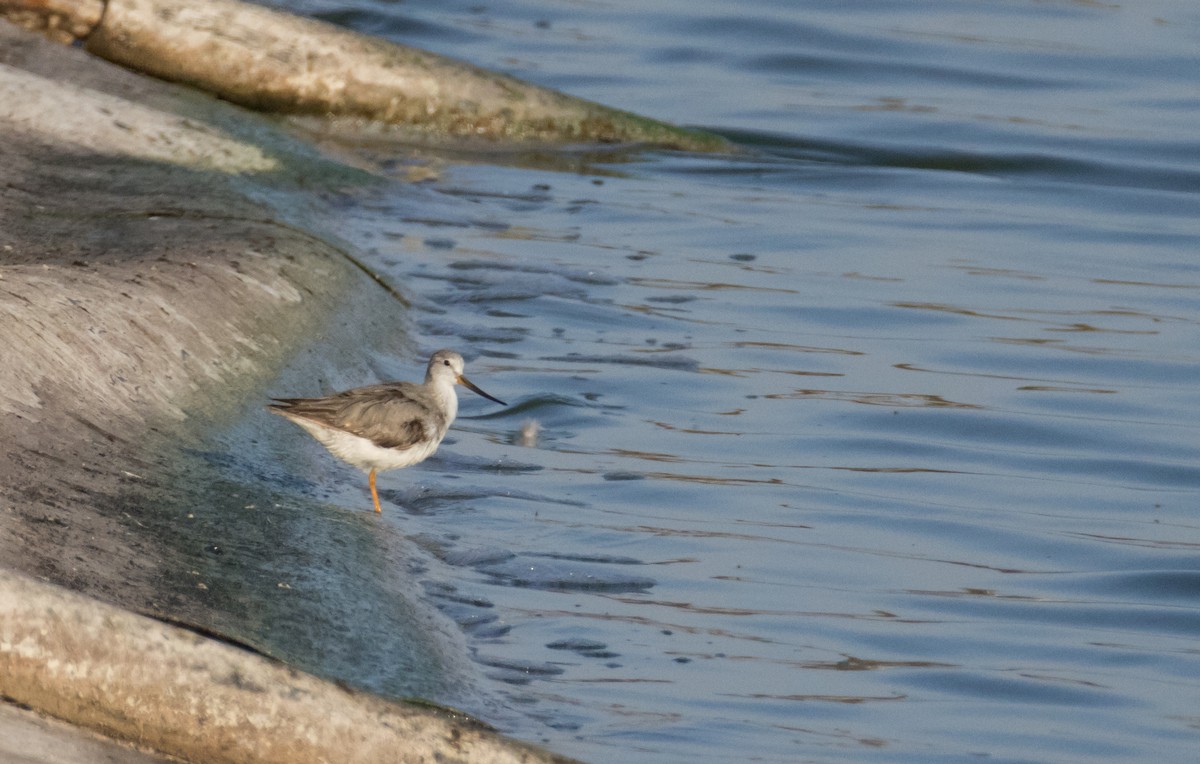 Terek Sandpiper - ML625366314