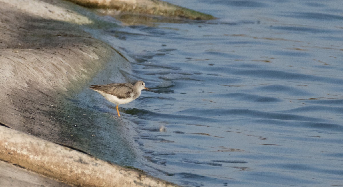 Terek Sandpiper - ML625366315