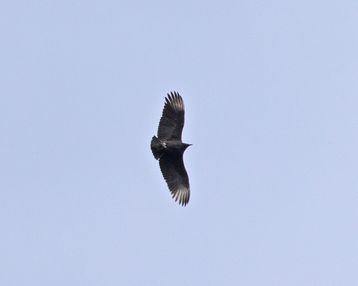 Black Vulture - ML625366417
