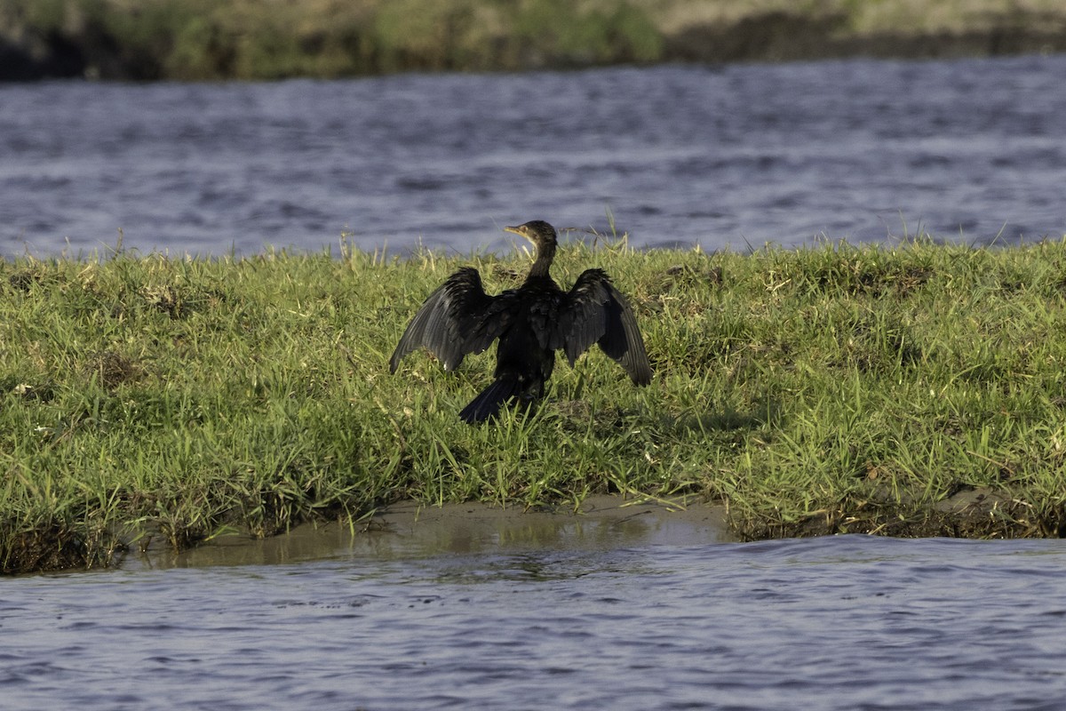 Reed Cormorant - ML625366528