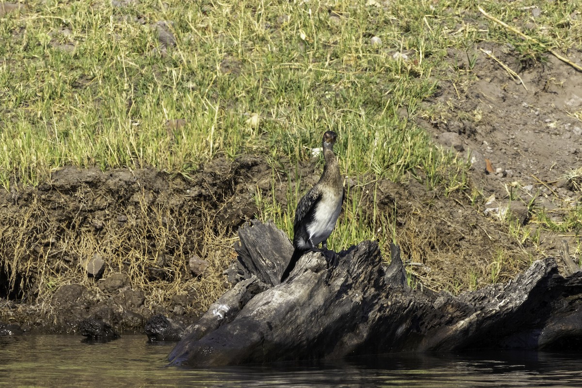 Reed Cormorant - ML625366529