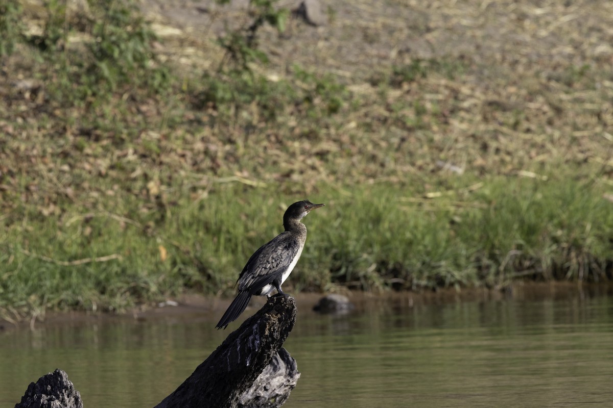 Reed Cormorant - ML625366531