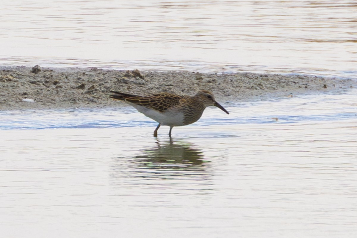 Орог элсэг - ML625366620