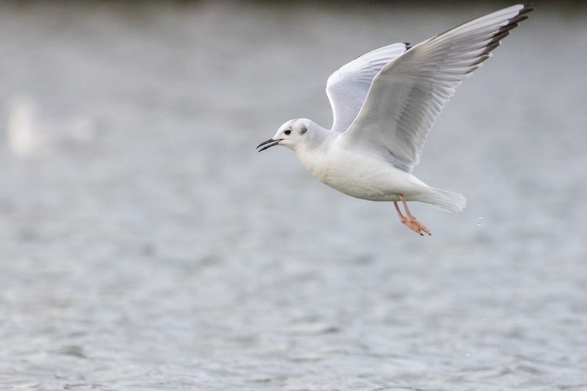 Gabbiano di Bonaparte - ML625366728