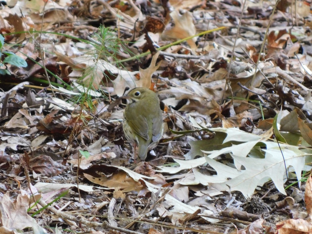 カマドムシクイ - ML625366761