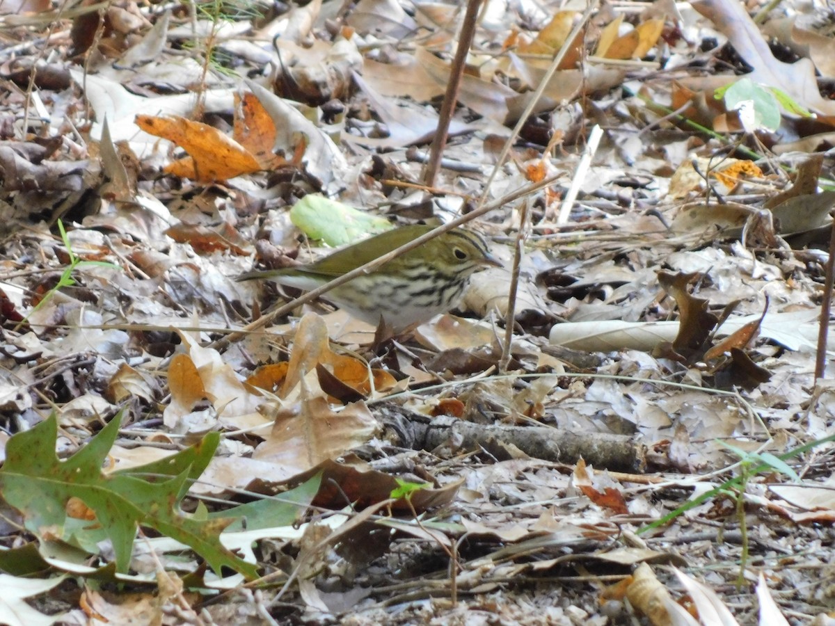 Ovenbird - ML625366765