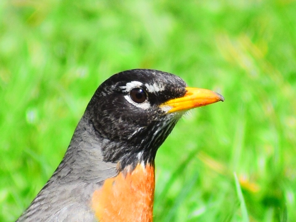 American Robin (migratorius Group) - ML625366773