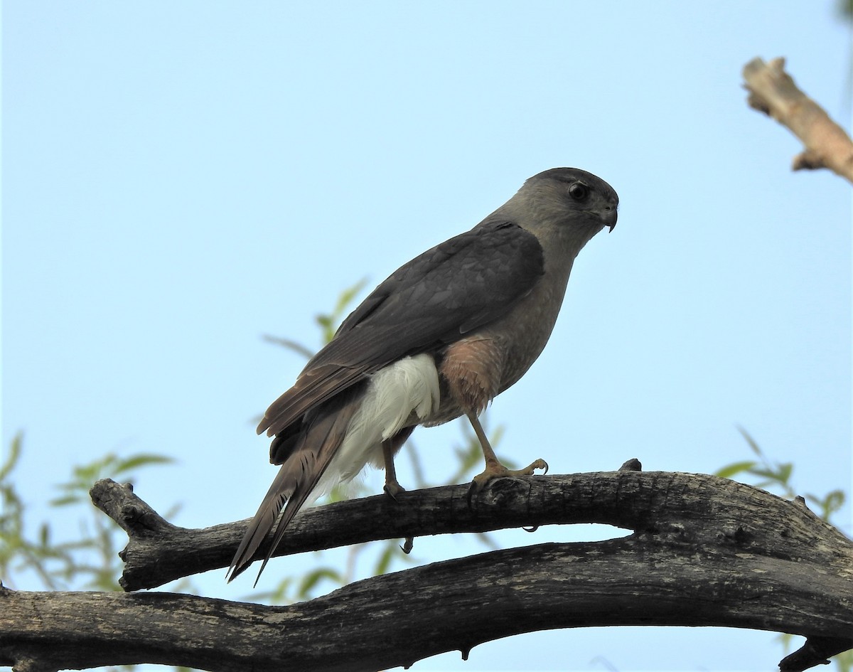 Cooper's Hawk - ML625366822