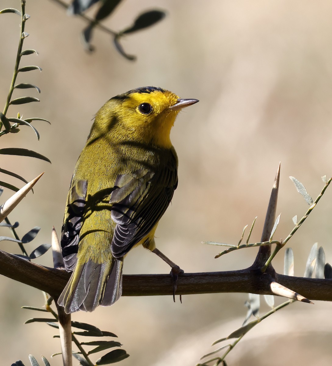 Wilson's Warbler - ML625366823