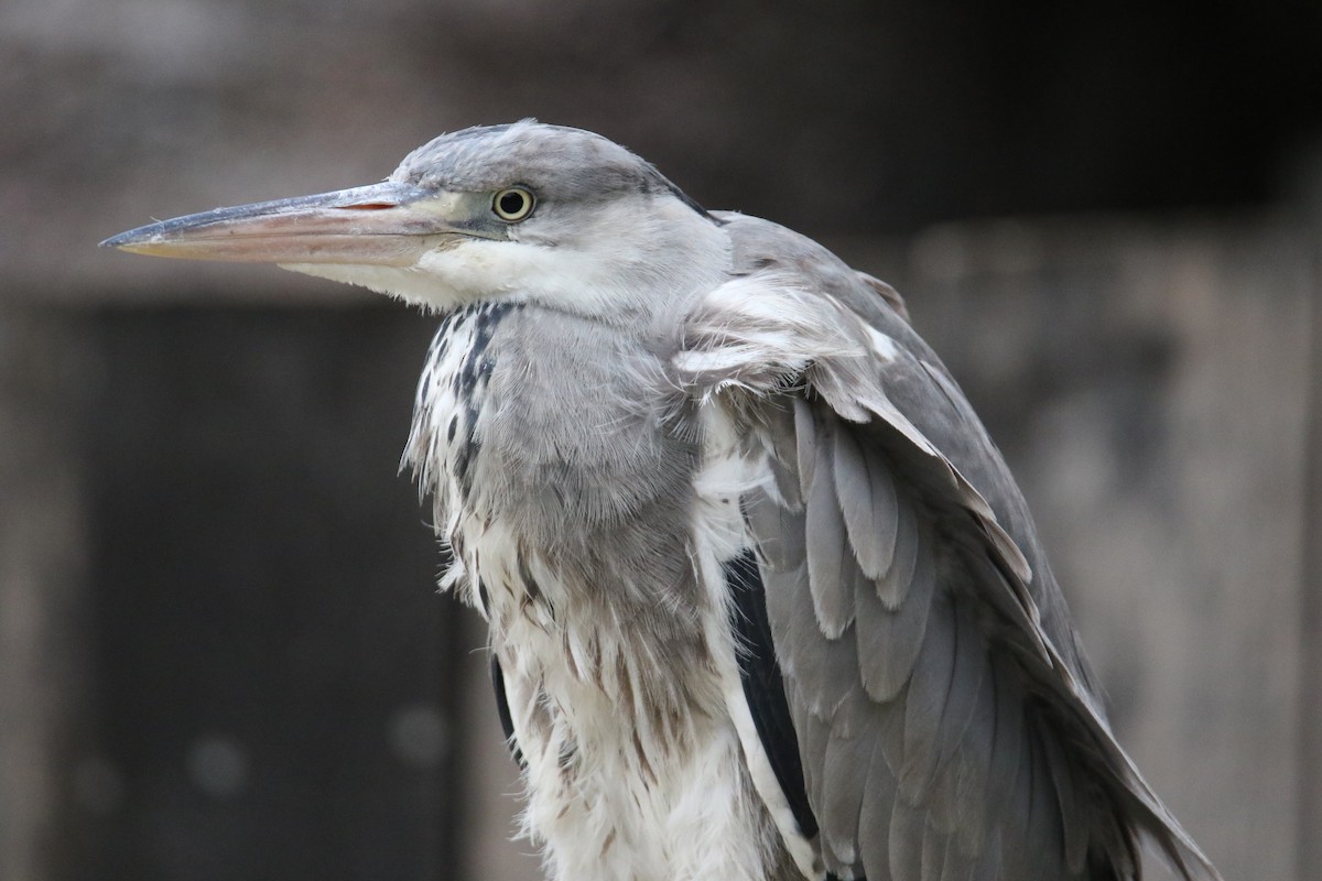 Gray Heron - ML625366854