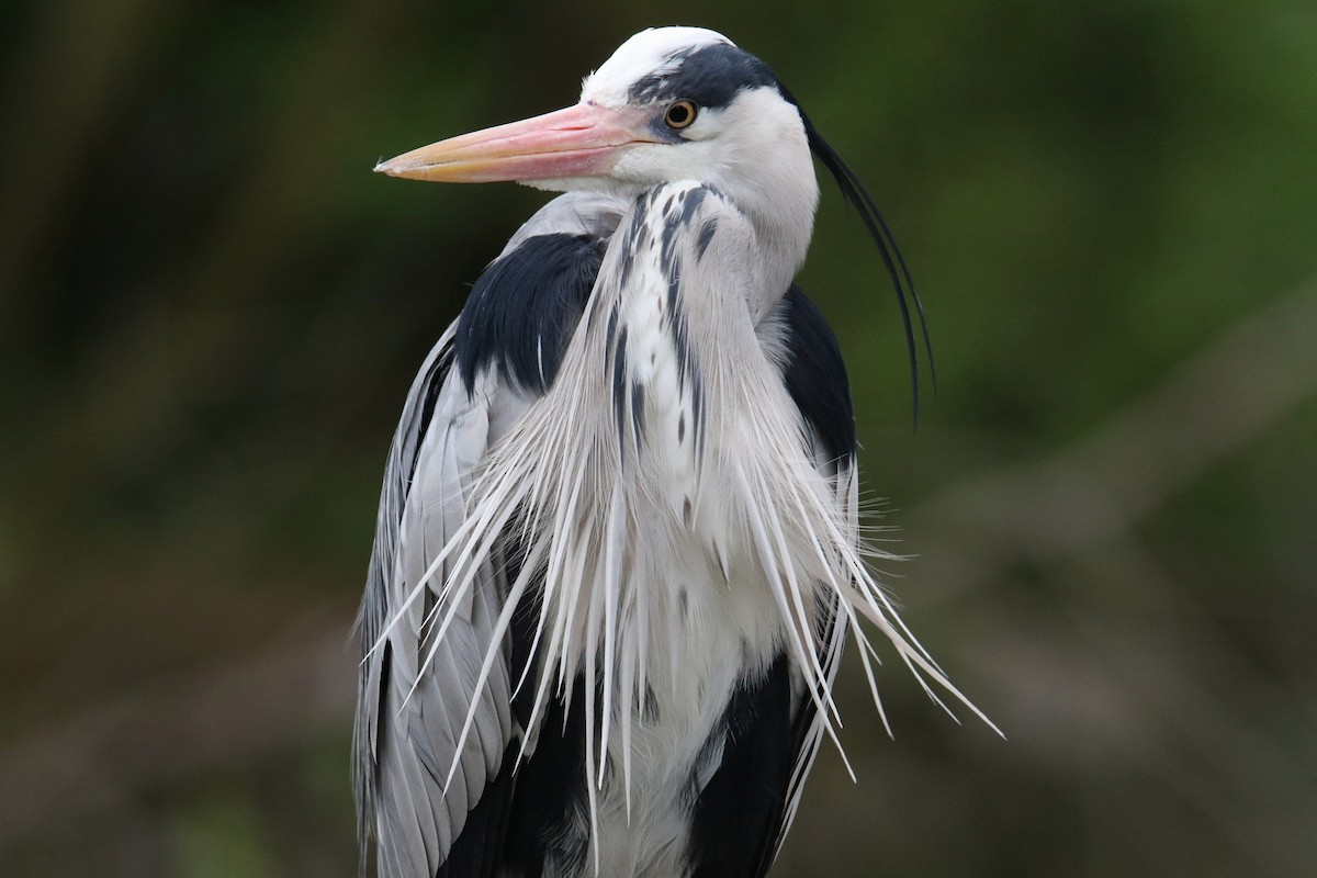 Gray Heron - ML625366855