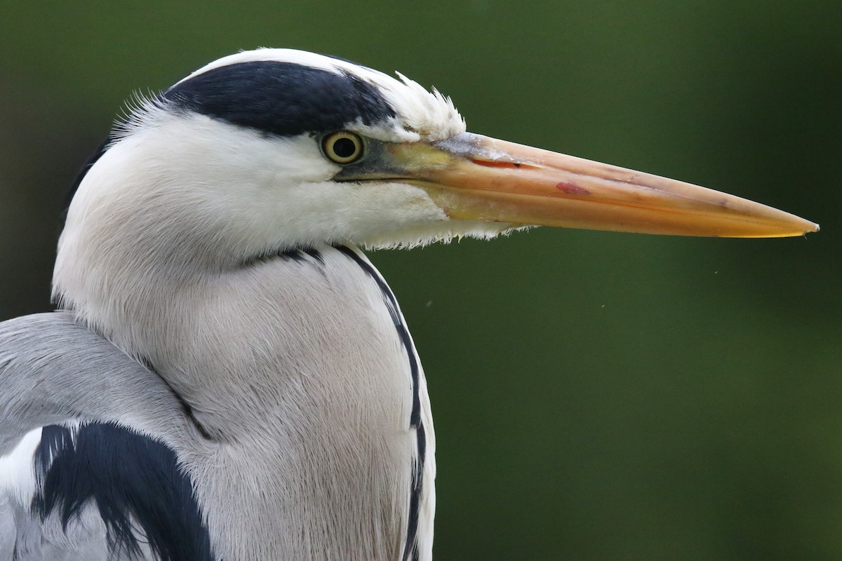 Gray Heron - ML625366856