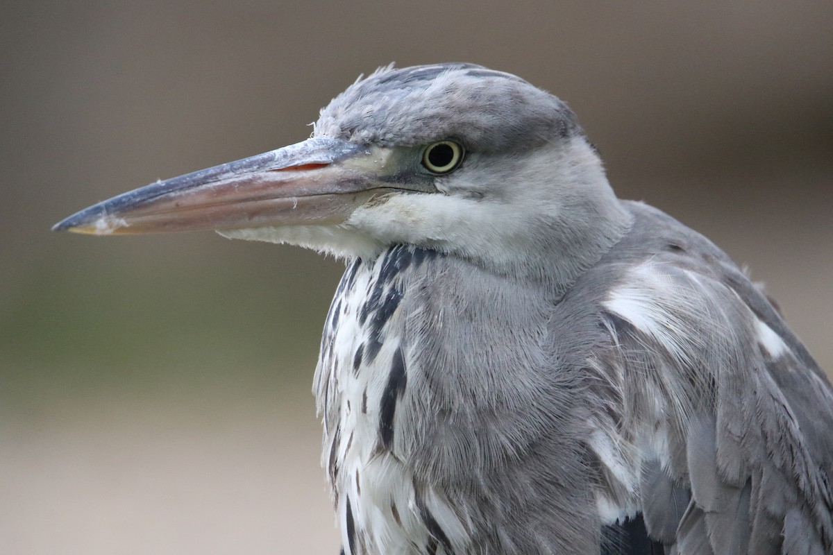Gray Heron - ML625366857
