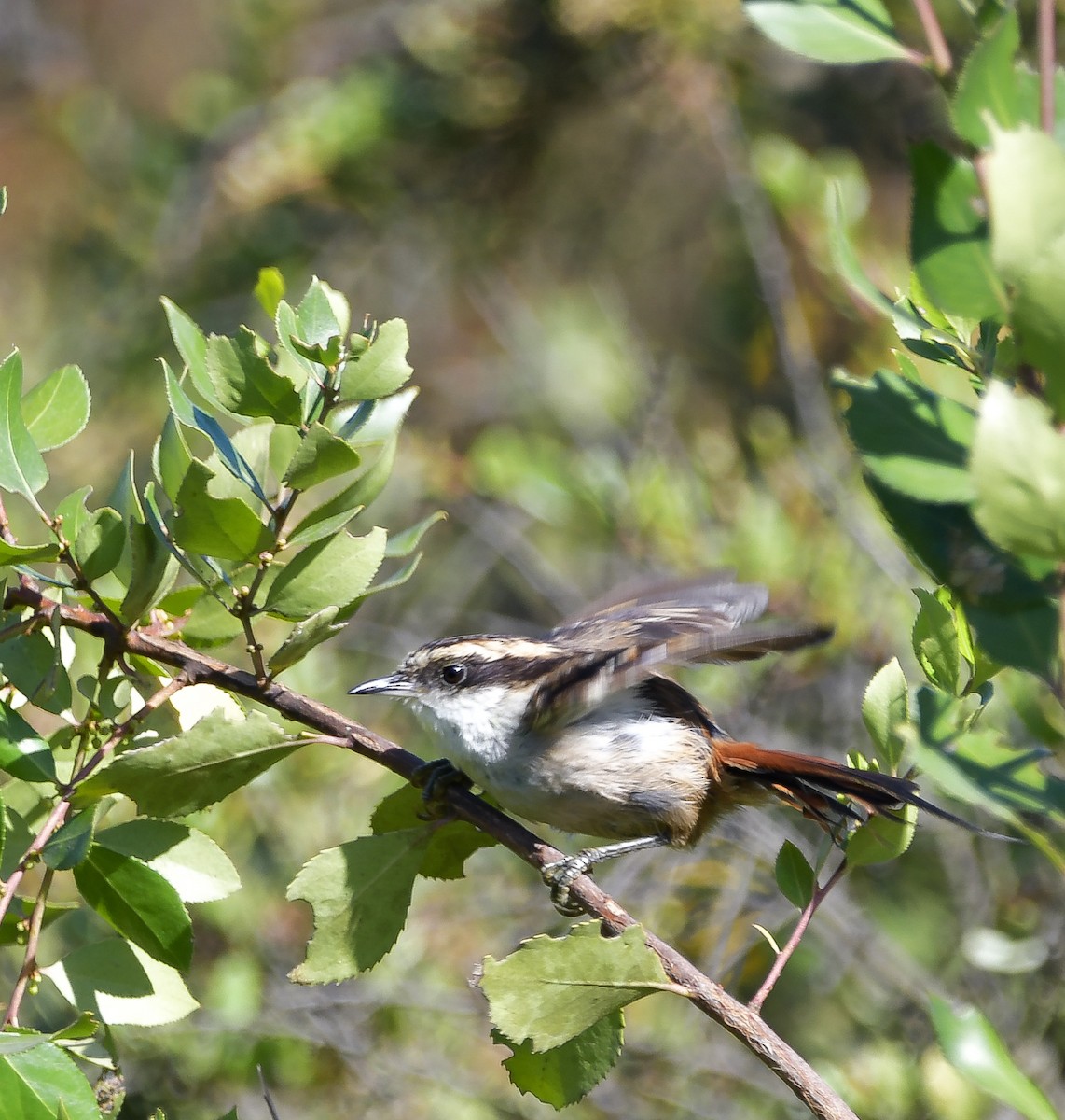 Thorn-tailed Rayadito - ML625366864