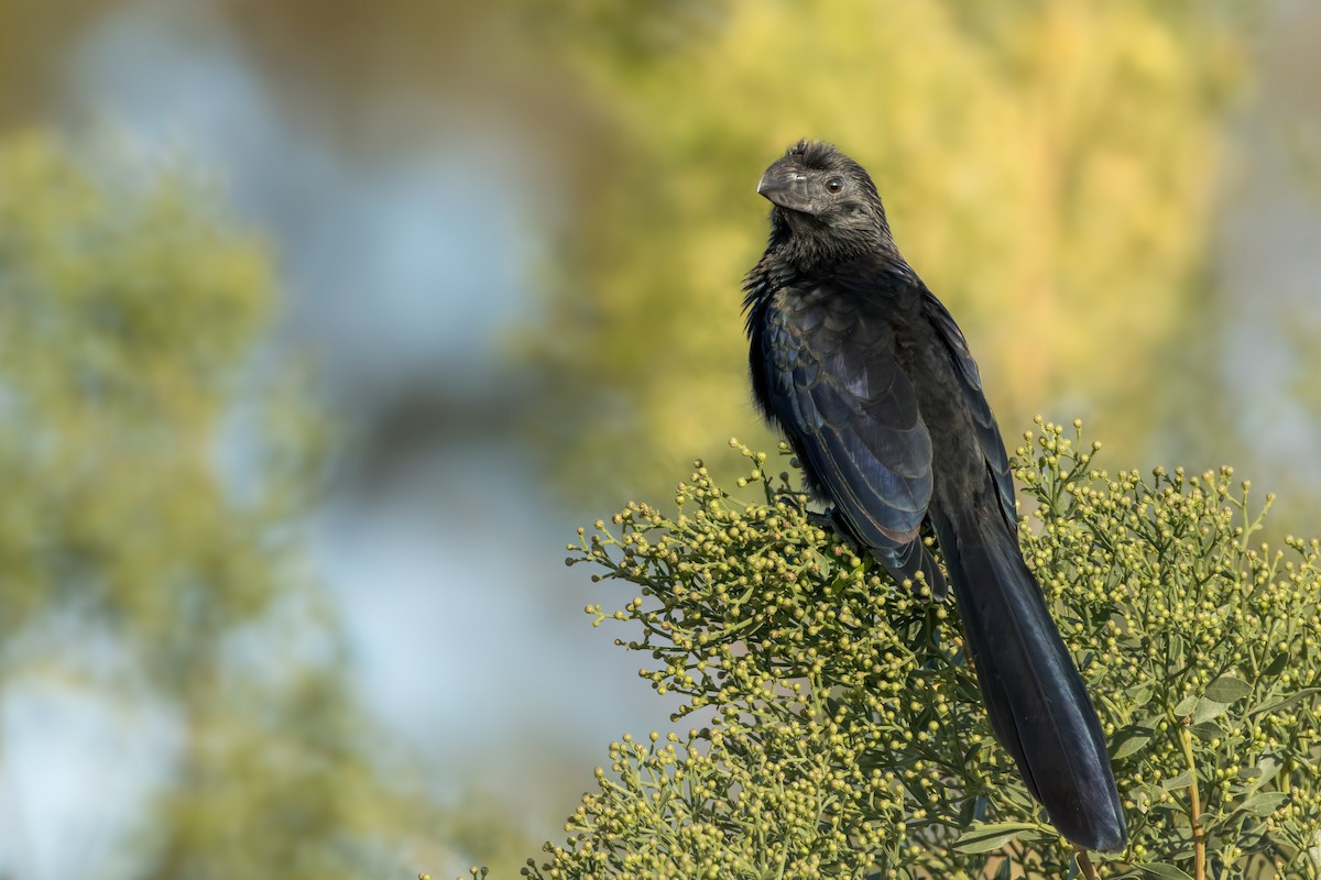 Groove-billed Ani - ML625366882