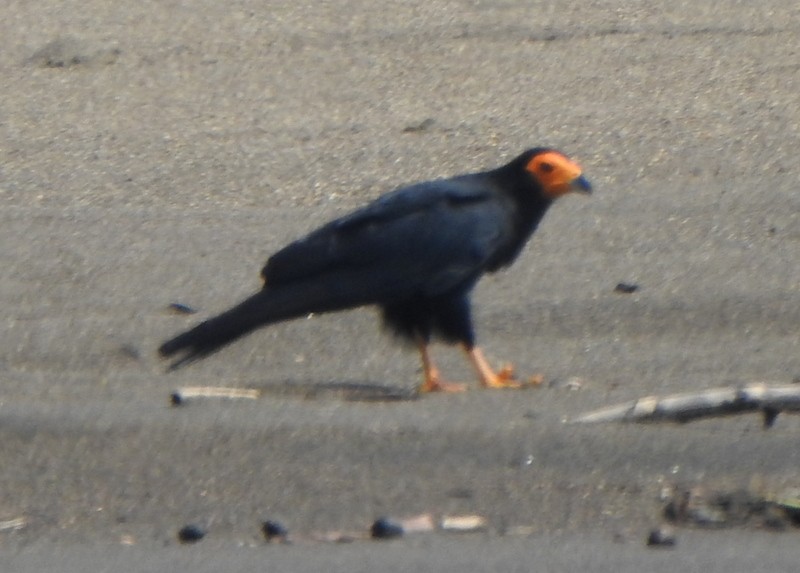 Black Caracara - Andy Frank