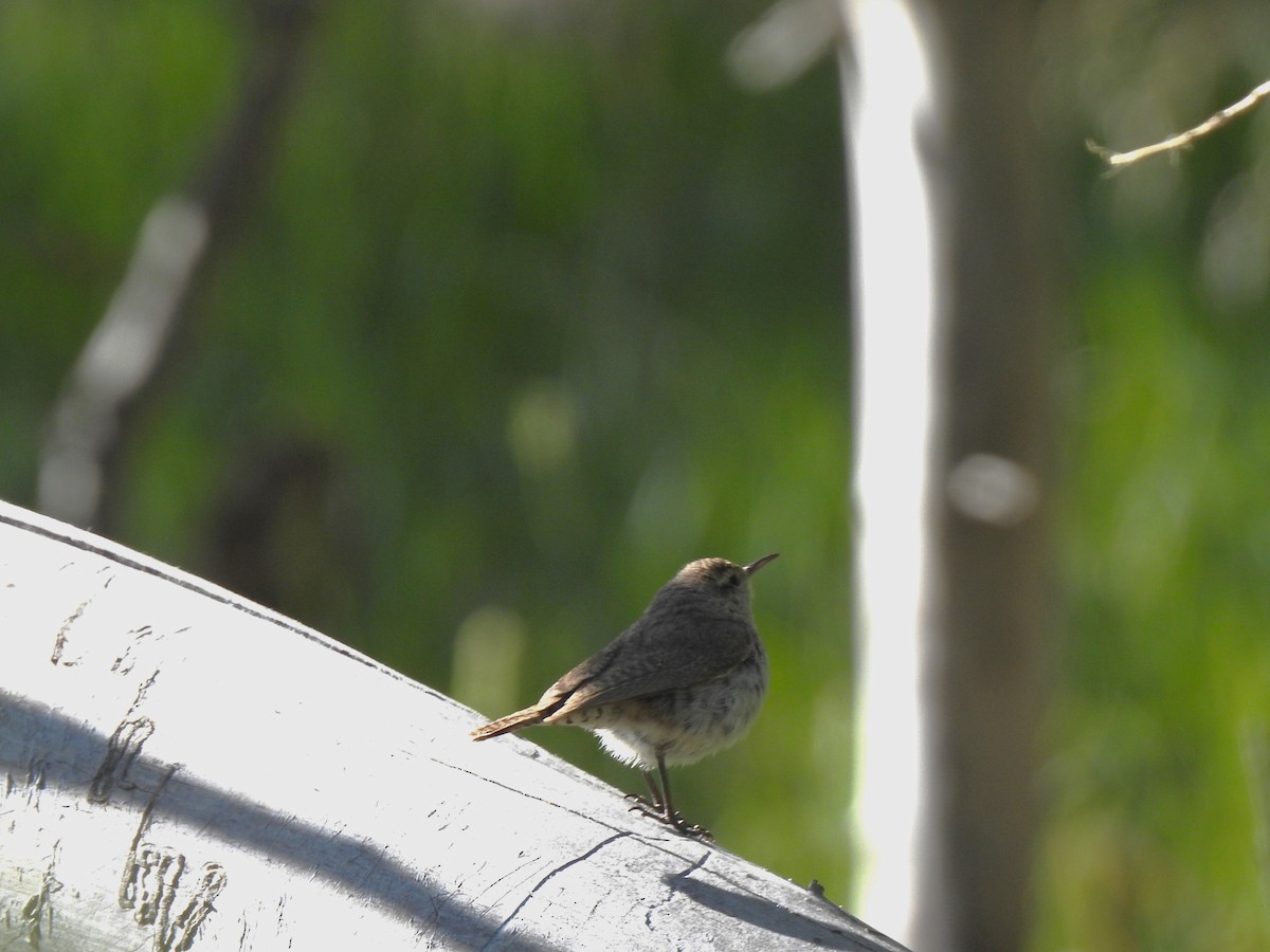 Rock Wren - ML625366940
