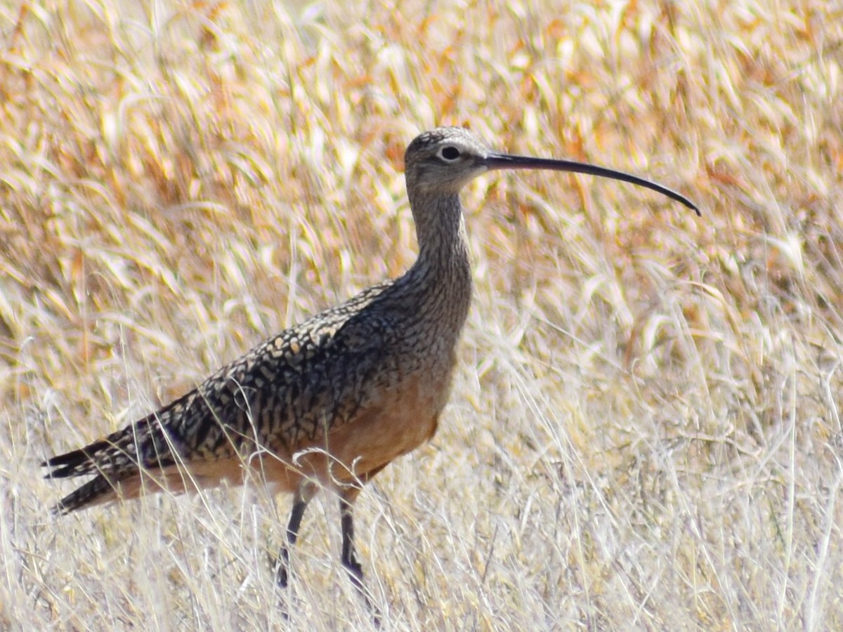 Long-billed Curlew - Brandi Craiglow