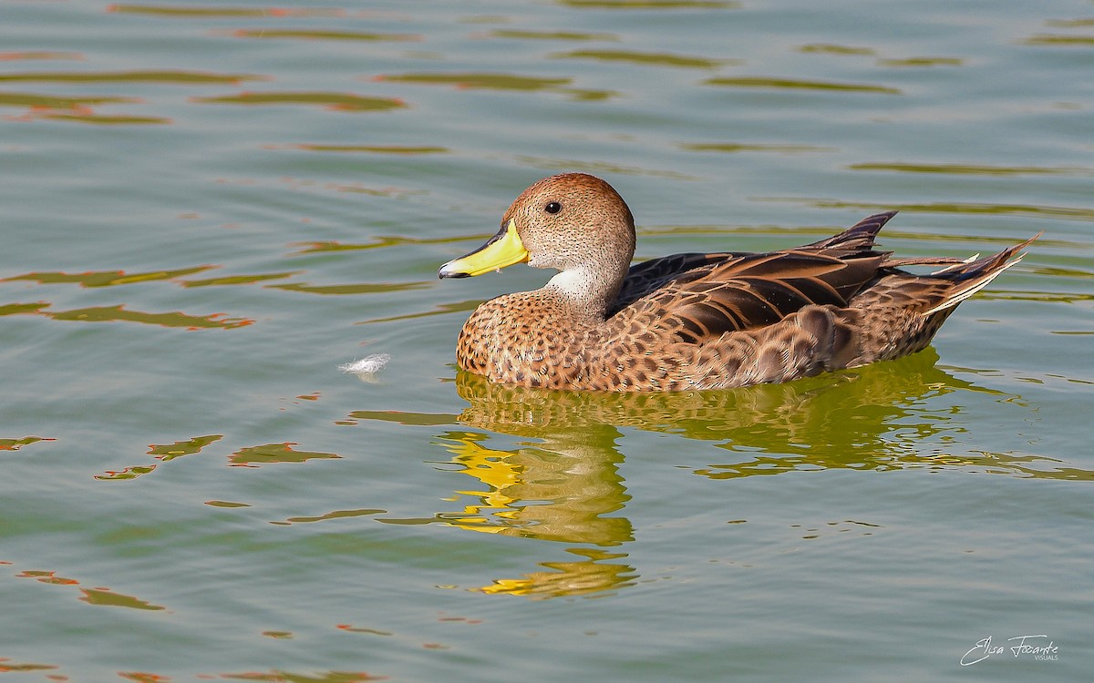 Yellow-billed Pintail - ML625367005