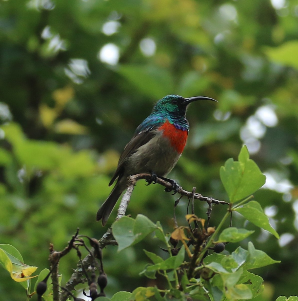 Greater Double-collared Sunbird - ML625367006