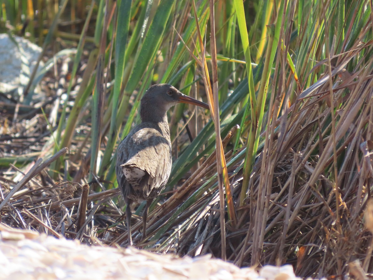 Clapper Rail - ML625367107