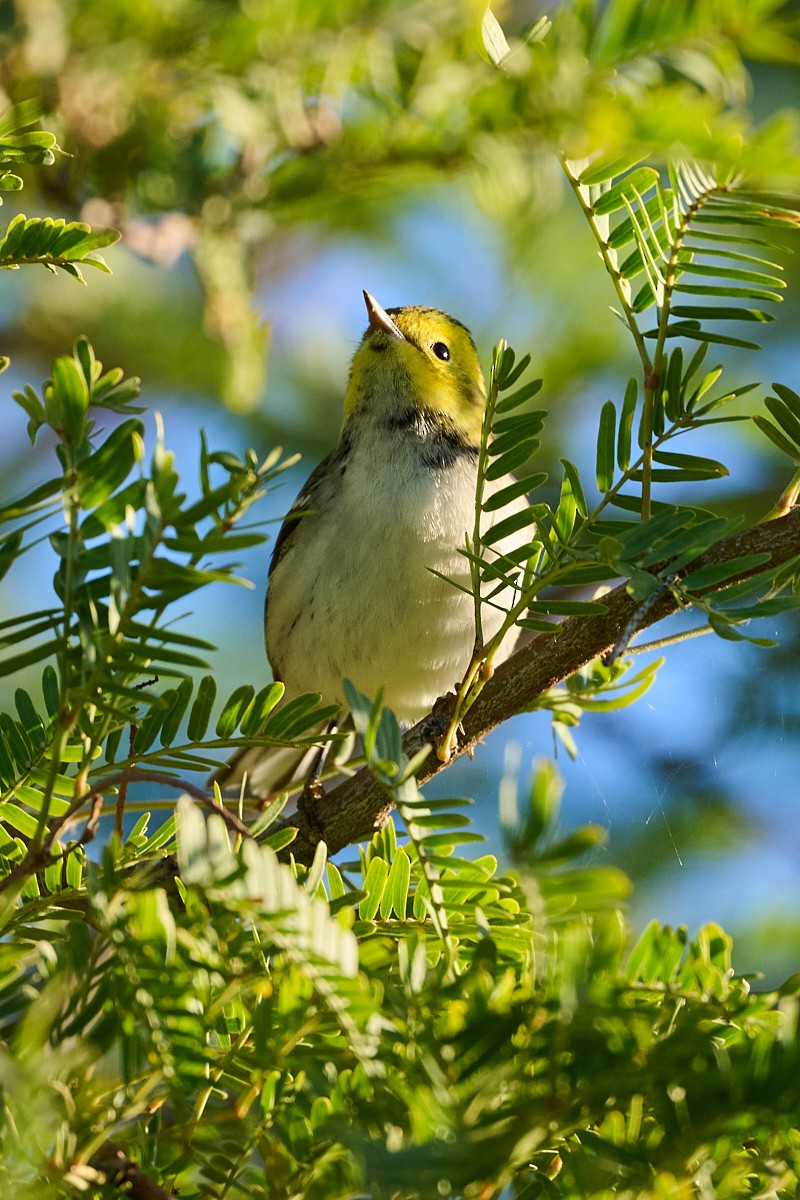 Hermit Warbler - ML625367245