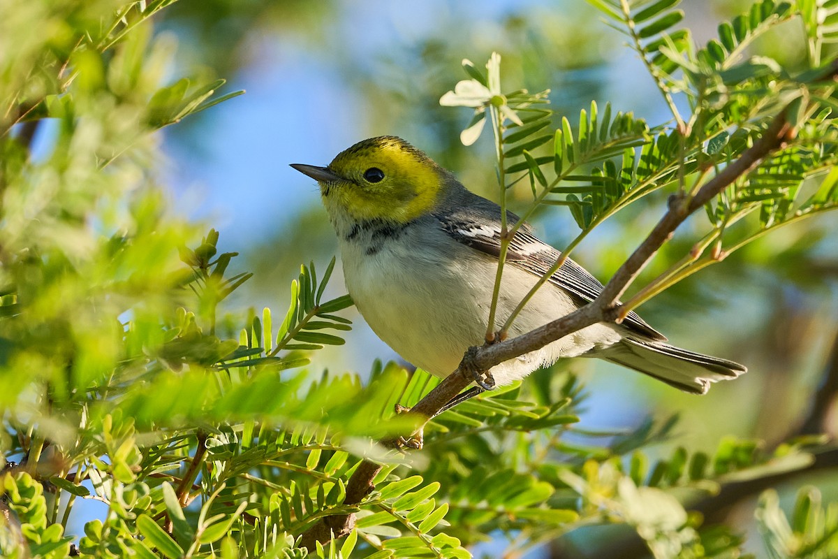 Hermit Warbler - ML625367246