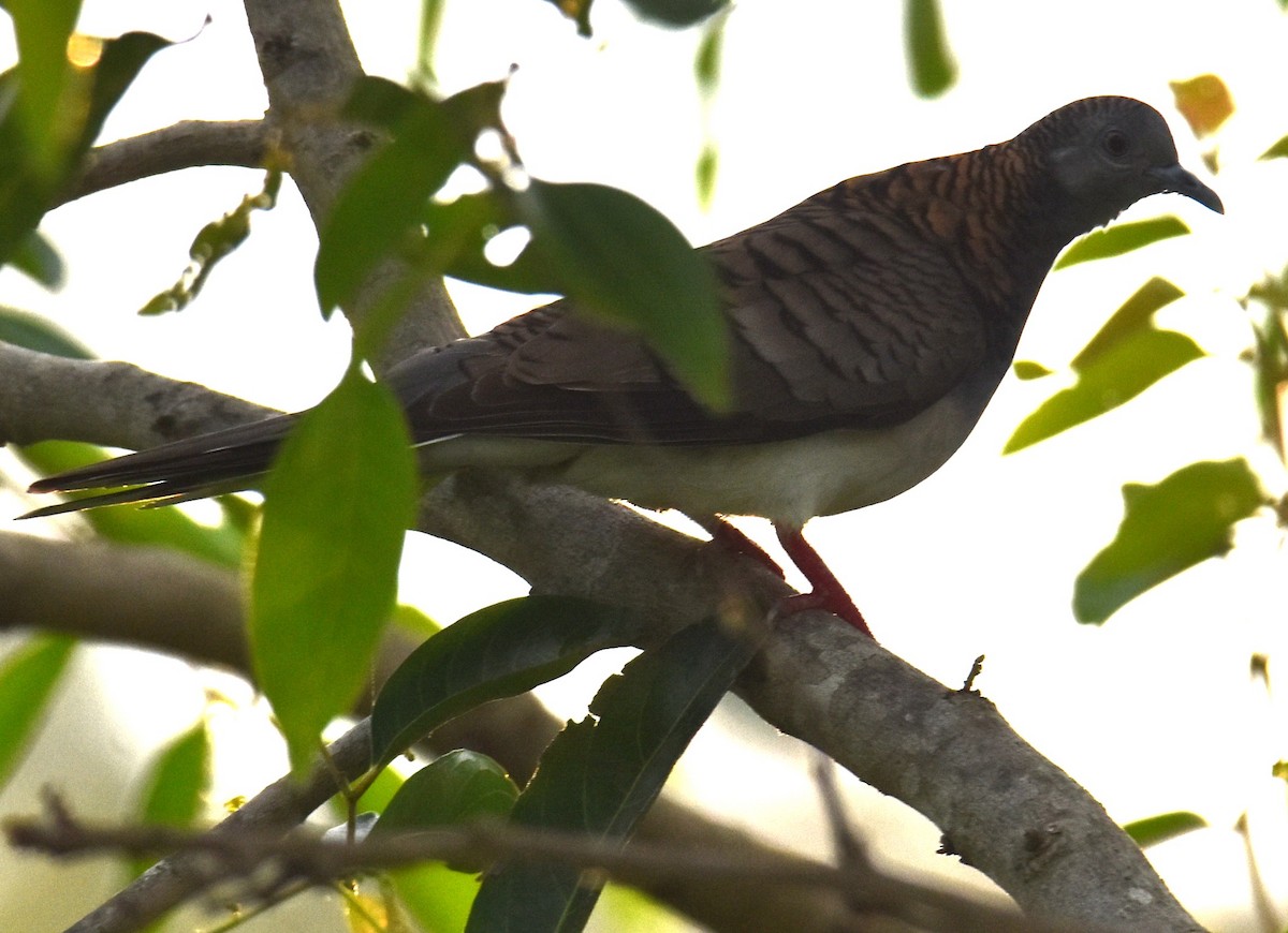 Bar-shouldered Dove - ML625367329