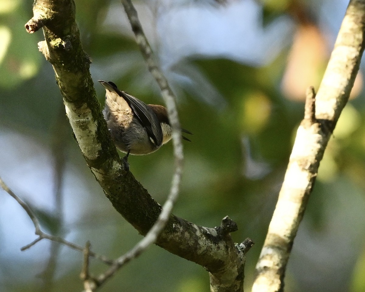 Brown-headed Nuthatch - ML625367337