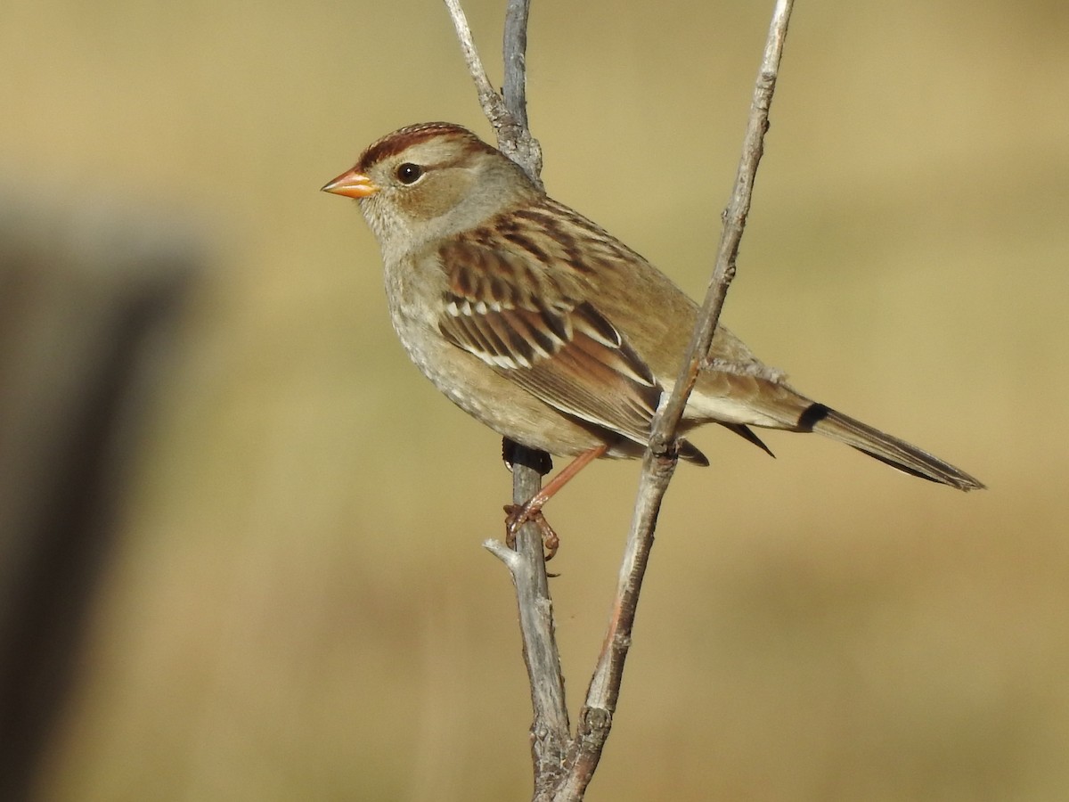 White-crowned Sparrow (Gambel's) - ML625367399