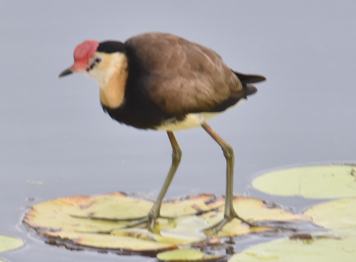 Comb-crested Jacana - ML625367468