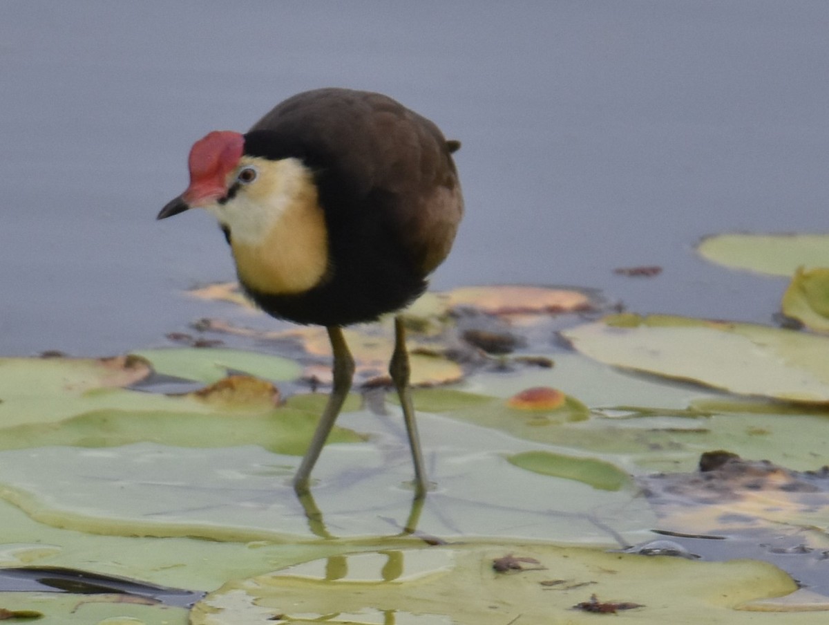 Comb-crested Jacana - ML625367471