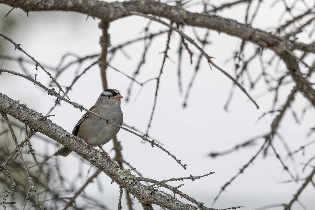 White-crowned Sparrow - ML625367482