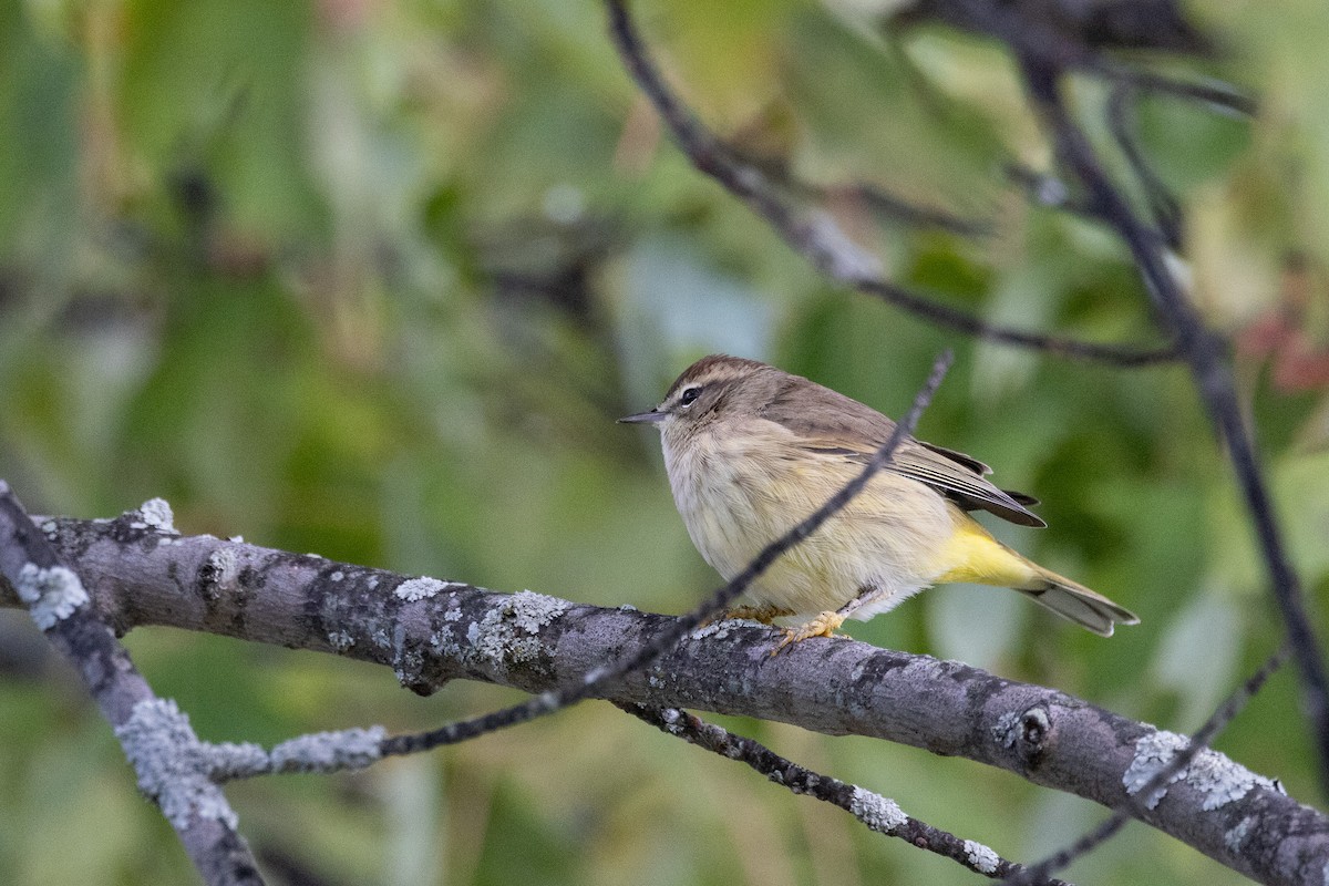 Palm Warbler - ML625367486