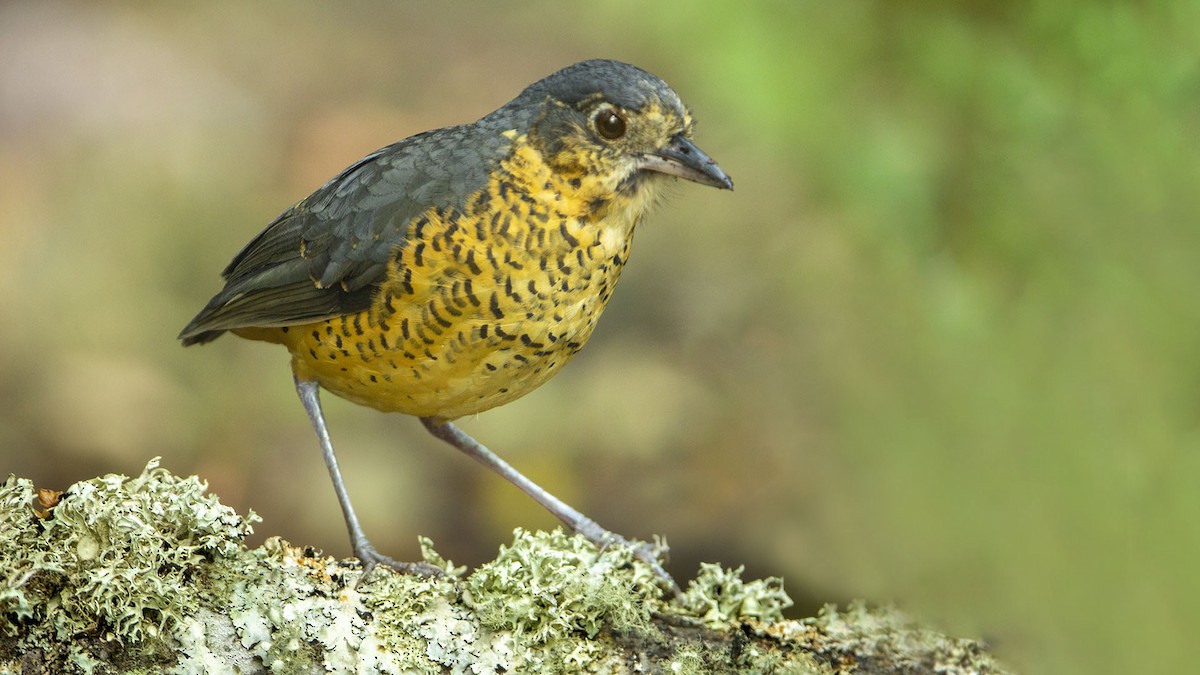 Undulated Antpitta - ML625367519