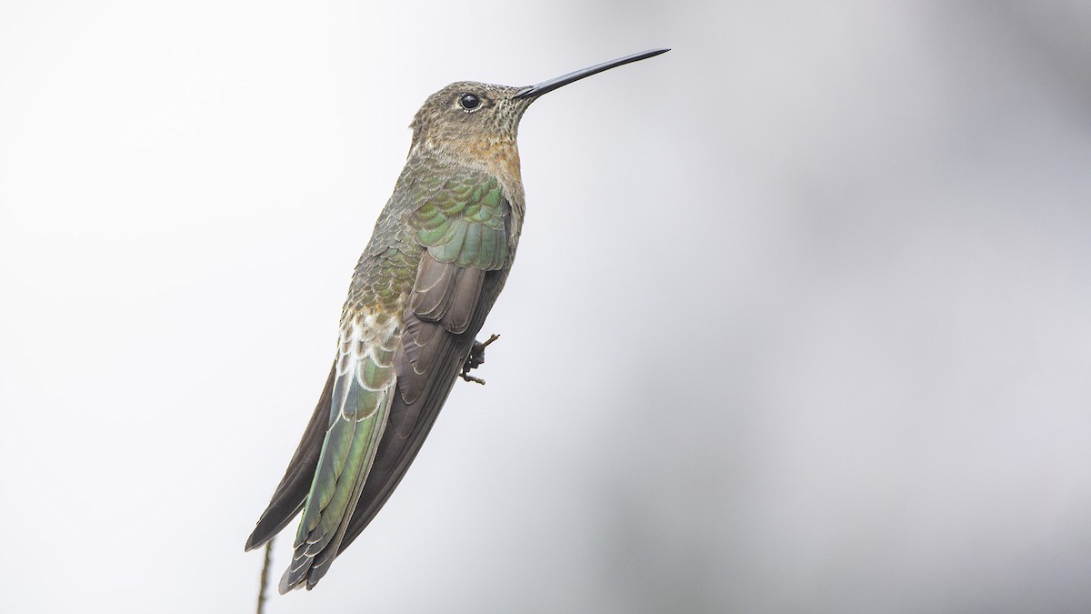 Giant Hummingbird - ML625367523