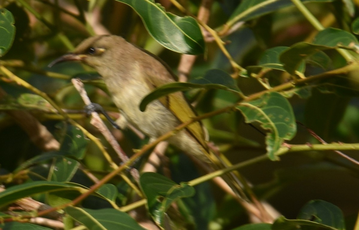 Brown Honeyeater - ML625367629