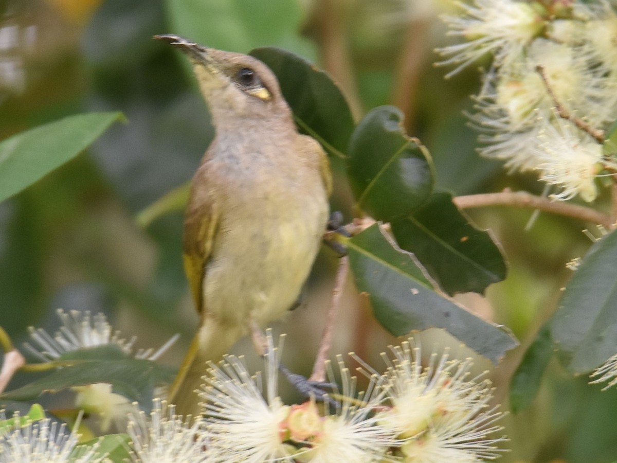 Brown Honeyeater - ML625367631