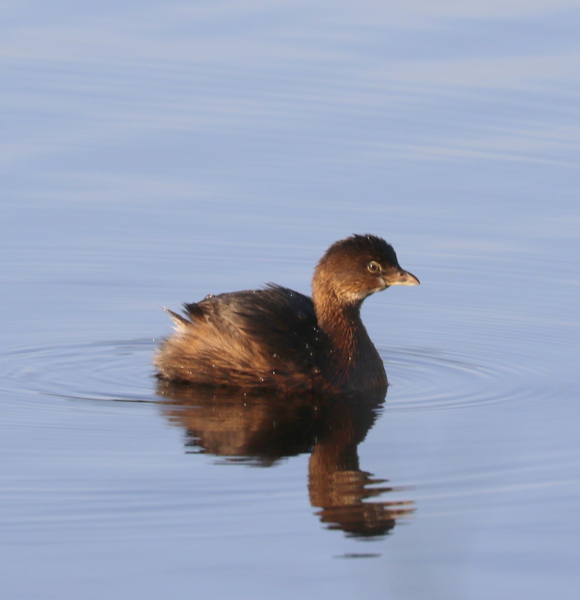 Pied-billed Grebe - ML625367793